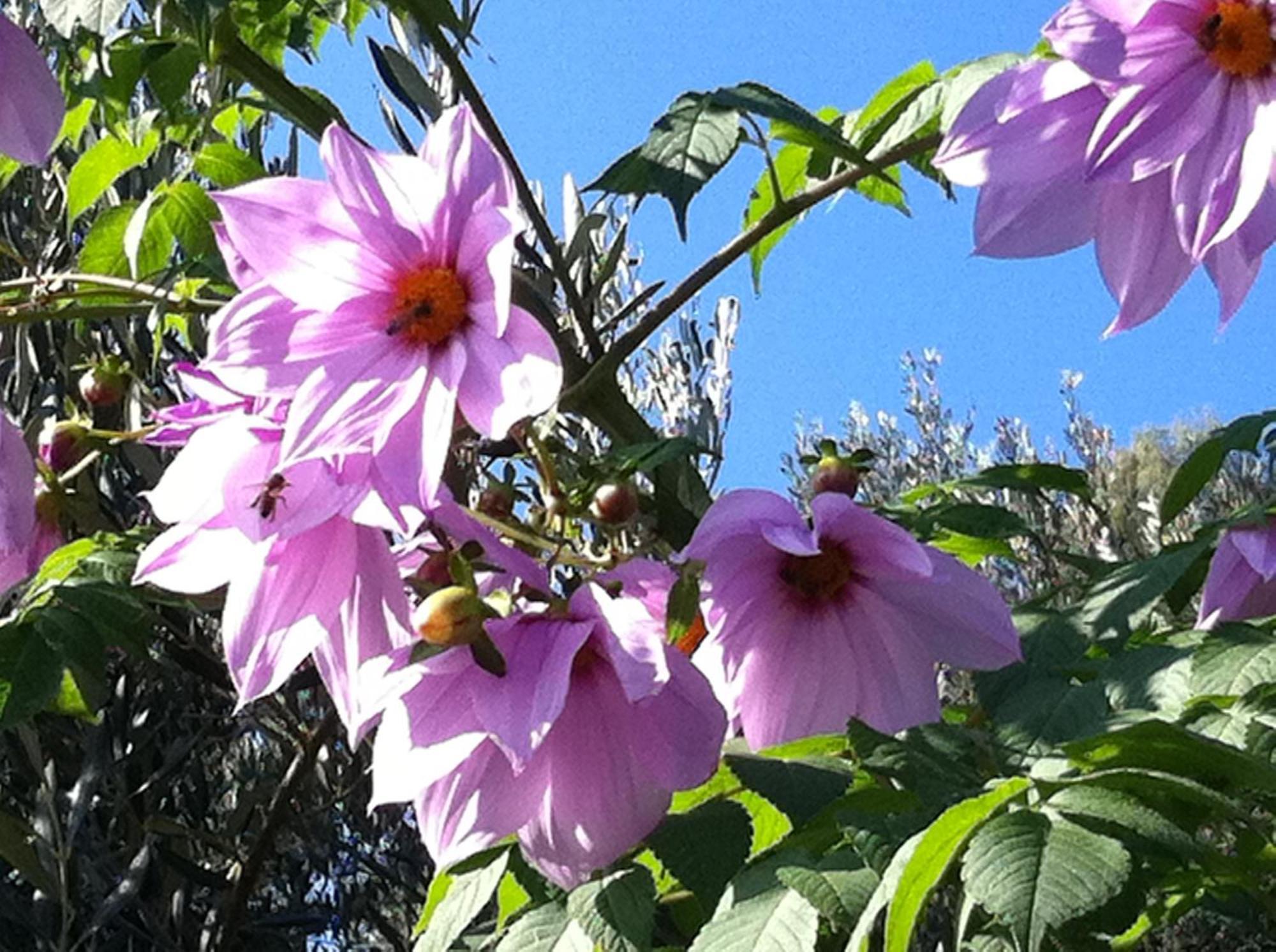 Agriturismo La Rocca Di Perti Finale Ligure Dış mekan fotoğraf